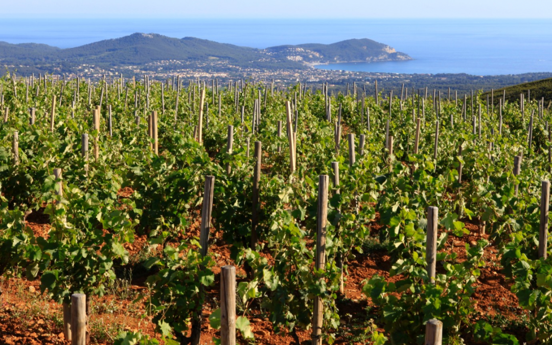 Les vignobles de Bandol